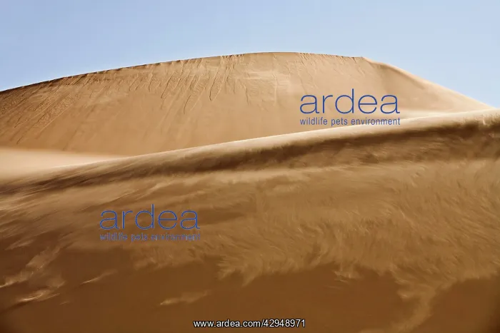 : Sand blowing along the slipface of a dune : Sand blowing along the slipface of a dune