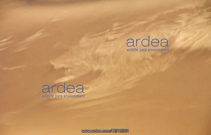 : Sand blowing along a slipface - twirling motion : Sand blowing along a slipface - twirling motion