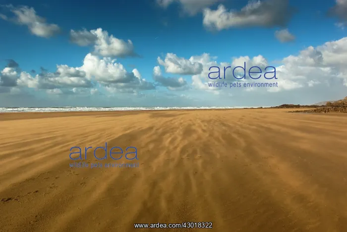 : Sand blown on beach : Sand blown on beach
