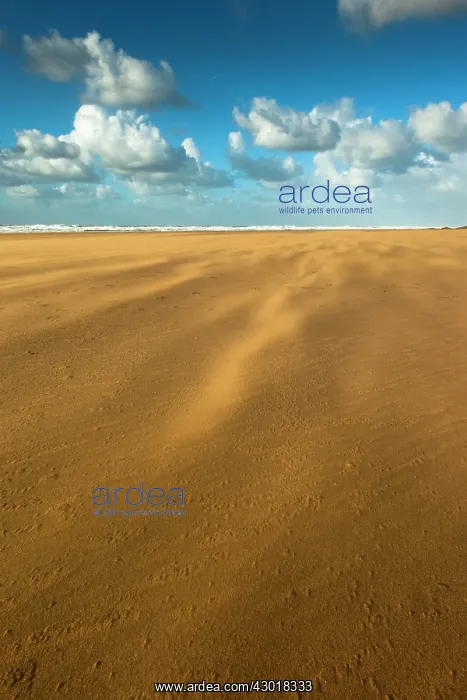 : Sand blown on beach : Sand blown on beach