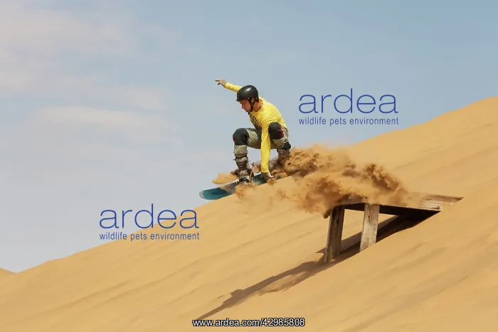 : Sand Boarding - in the dunes of the Namib Desert : Sand Boarding - in the dunes of the Namib Desert