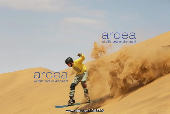 : Sand Boarding - in the dunes of the Namib Desert : Sand Boarding - in the dunes of the Namib Desert