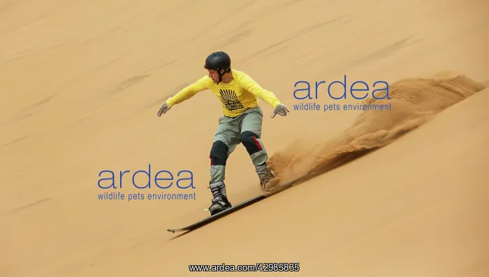 : Sand Boarding - in the dunes of the Namib Desert : Sand Boarding - in the dunes of the Namib Desert