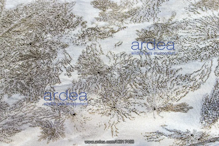 : Sand Bubbler Crab burrow : Sand Bubbler Crab burrow
