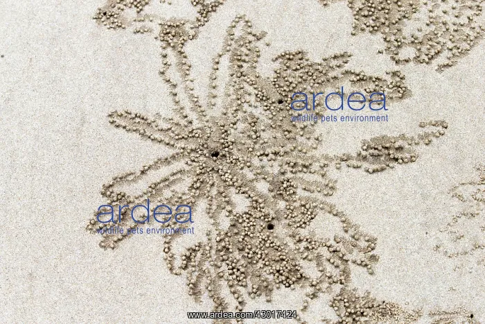 : Sand Bubbler Crab burrow : Sand Bubbler Crab burrow