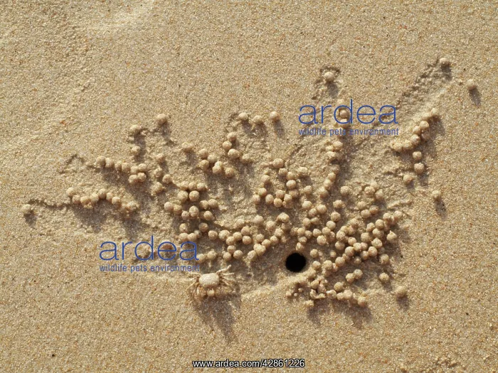  : Sand Bubbler Crab - when excavating their burrows