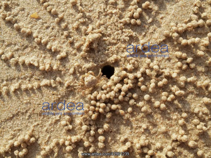 : Sand Bubbler Crab - when excavating their burrows : Sand Bubbler Crab - when excavating their burrows