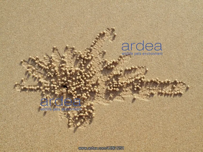 : Sand Bubbler Crab - when excavating their burrows : Sand Bubbler Crab - when excavating their burrows