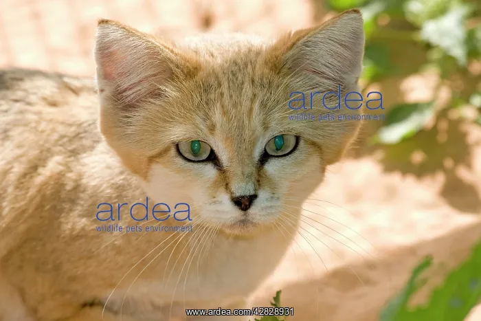 : Sand Cat (Felis margarita harrisoni). Abu Dhabi - United Arab Emirates : Sand Cat (Felis margarita harrisoni). Abu Dhabi - United Arab Emirates