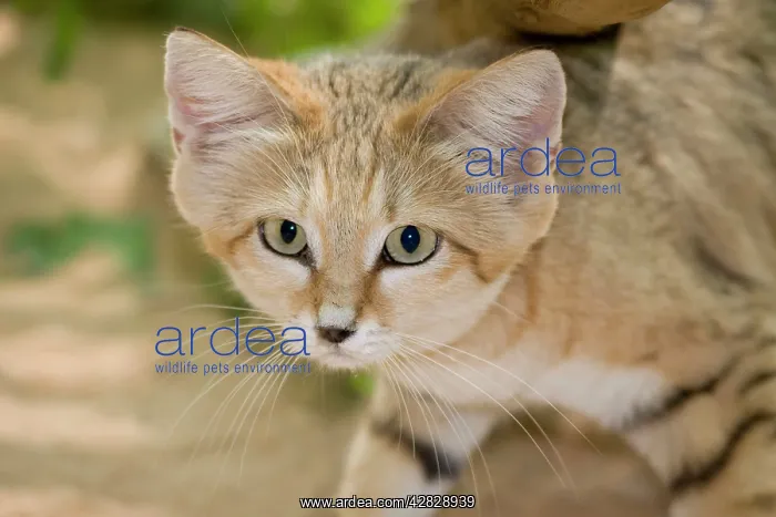 : Sand Cat (Felis margarita harrisoni). Abu Dhabi - United Arab Emirates : Sand Cat (Felis margarita harrisoni). Abu Dhabi - United Arab Emirates