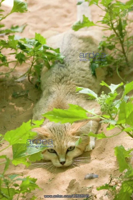 : Sand Cat (Felis margarita harrisoni). Abu Dhabi - United Arab Emirates : Sand Cat (Felis margarita harrisoni). Abu Dhabi - United Arab Emirates
