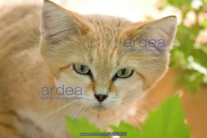 : Sand Cat (Felis margarita harrisoni). Abu Dhabi - United Arab Emirates : Sand Cat (Felis margarita harrisoni). Abu Dhabi - United Arab Emirates