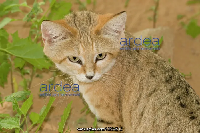 : Sand Cat (Felis margarita harrisoni). Abu Dhabi - United Arab Emirates : Sand Cat (Felis margarita harrisoni). Abu Dhabi - United Arab Emirates