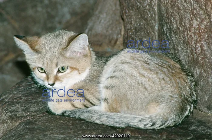 : Sand Cat (Felis margarita). Deserts; North Africa and Central Asia : Sand Cat (Felis margarita). Deserts; North Africa and Central Asia