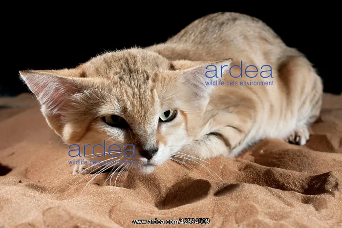 : Sand Cat (Felis margarita). Abu Dhabi - United Arab Emirates : Sand Cat (Felis margarita). Abu Dhabi - United Arab Emirates