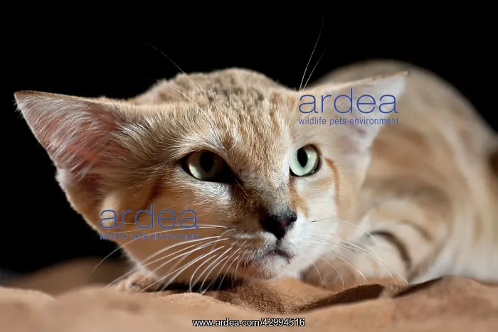 : Sand Cat (Felis margarita). Abu Dhabi - United Arab Emirates : Sand Cat (Felis margarita). Abu Dhabi - United Arab Emirates