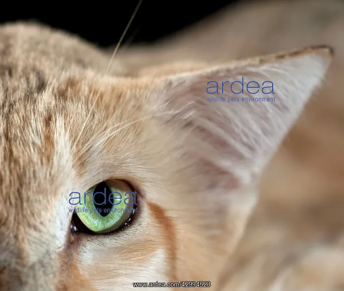 : Sand Cat (Felis margarita). Abu Dhabi - United Arab Emirates : Sand Cat (Felis margarita). Abu Dhabi - United Arab Emirates