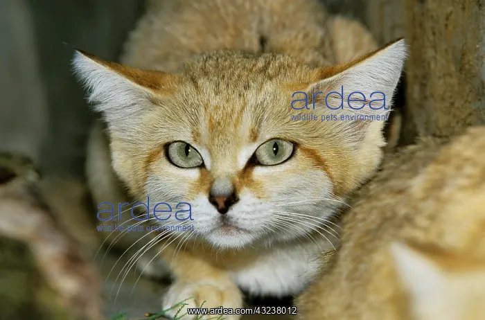 : Sand Cat (felis margarita), Head of Adult : Sand Cat (felis margarita), Head of Adult