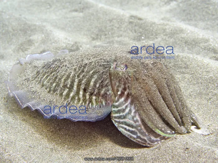 : Sand-covered common cuttlefish (Sepia officinalis) : Sand-covered common cuttlefish (Sepia officinalis)