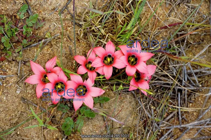 : Sand-crocus : Sand-crocus