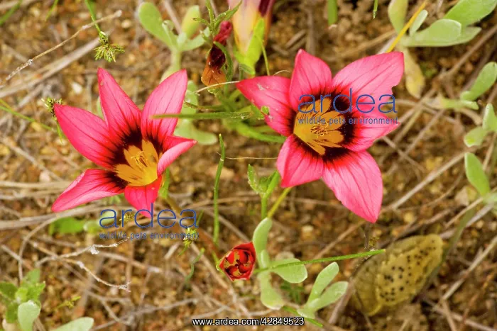 : Sand-crocus - on renosterveld, endemic : Sand-crocus - on renosterveld, endemic