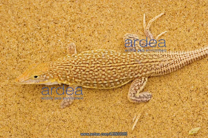 : Sand diver lizard / Shovel-snouted lizard : Sand diver lizard / Shovel-snouted lizard