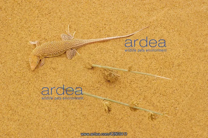 : Sand diver lizard / Shovel-snouted lizard - on the coastal : Sand diver lizard / Shovel-snouted lizard - on the coastal