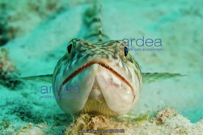 : Sand Diver (Synodus intermedius), Bonaire : Sand Diver (Synodus intermedius), Bonaire