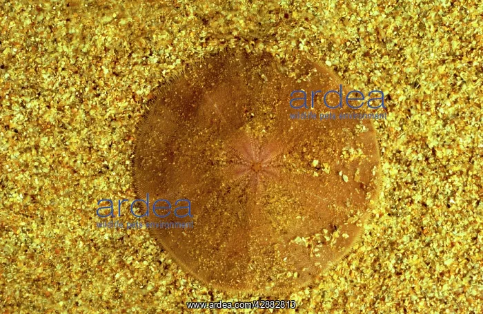 : Sand Dollar (a sea urchin) - Top side : Sand Dollar (a sea urchin) - Top side