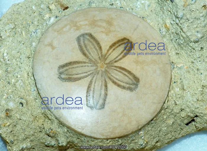 : Sand Dollar Fossil : Sand Dollar Fossil