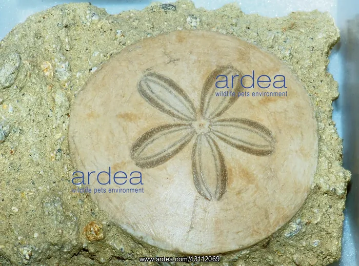 : Sand Dollar Fossil : Sand Dollar Fossil