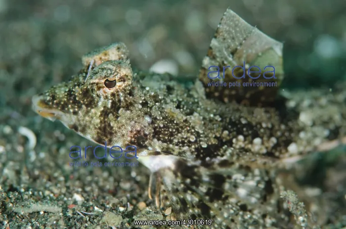 : Sand-dragonet with erect fin on black sand Joleha : Sand-dragonet with erect fin on black sand Joleha