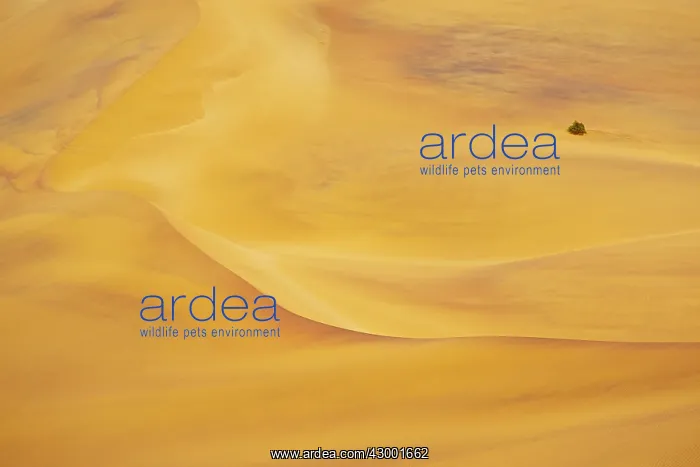 : Sand Dune Namib Desert, Namibia, Africa : Sand Dune Namib Desert, Namibia, Africa