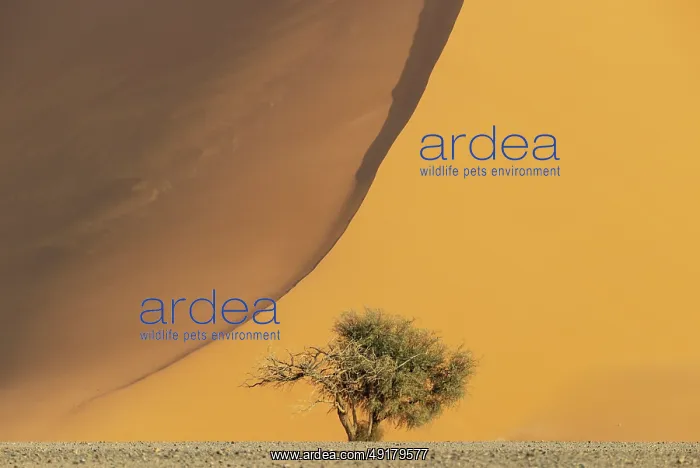 : Sand dune and camelthorn tree (Vachellia erioloba) in the Namib Desert : Sand dune and camelthorn tree (Vachellia erioloba) in the Namib Desert