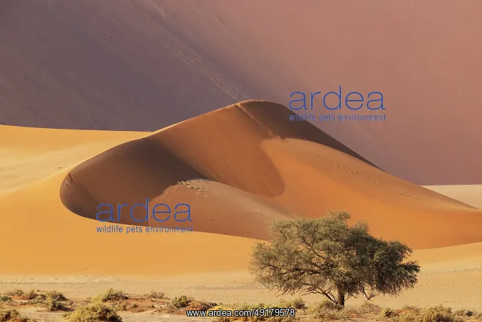 : Sand dune and camelthorn tree (Vachellia erioloba) in the Namib Desert : Sand dune and camelthorn tree (Vachellia erioloba) in the Namib Desert