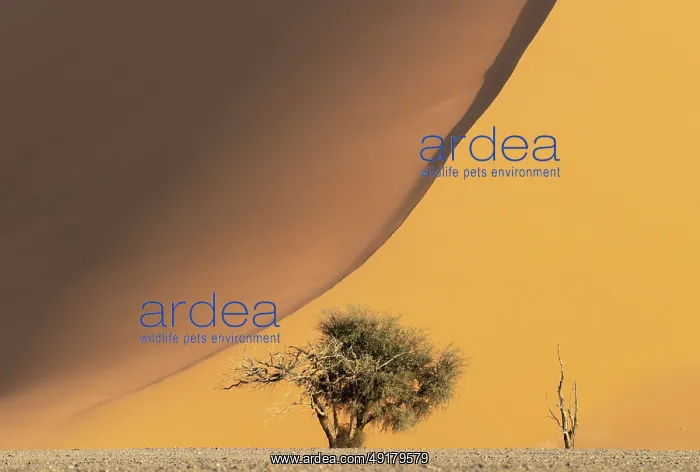 : Sand dune and camelthorn tree (Vachellia erioloba) in the Namib Desert : Sand dune and camelthorn tree (Vachellia erioloba) in the Namib Desert