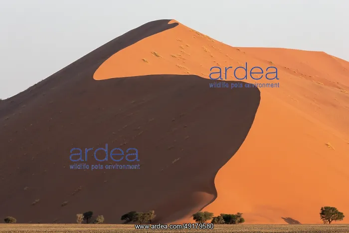 : Sand dune and camelthorn trees (Vachellia erioloba) in the Namib Desert : Sand dune and camelthorn trees (Vachellia erioloba) in the Namib Desert