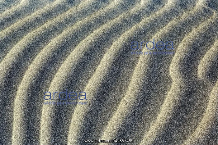 : Sand Dune - close-up of sand ripples of white sand : Sand Dune - close-up of sand ripples of white sand