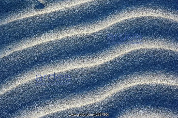 : Sand Dune - close-up of sand ripples of white sand : Sand Dune - close-up of sand ripples of white sand
