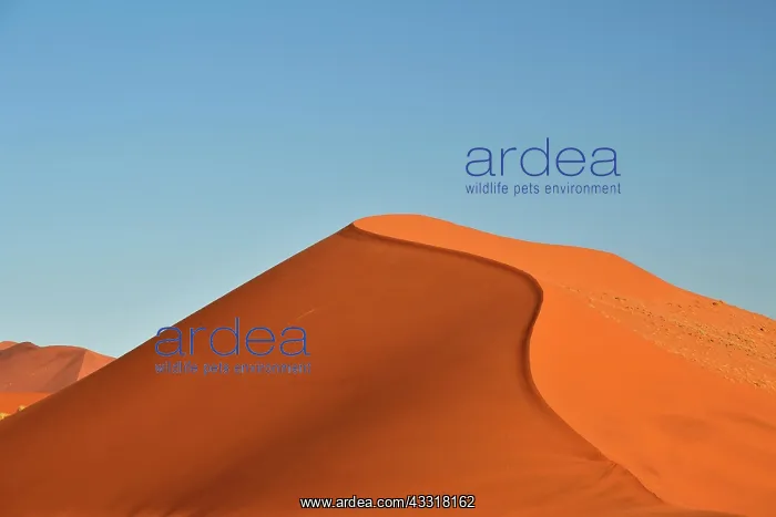 : Sand dune in the evening light, Sossusvlei, Namib
