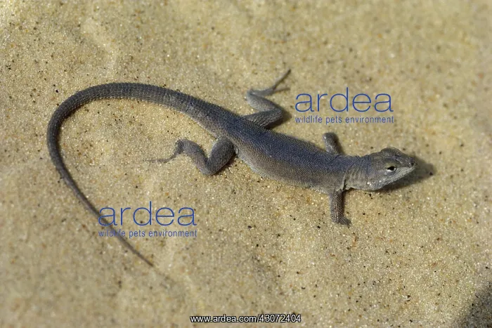 : Sand Dune Lizard : Sand Dune Lizard