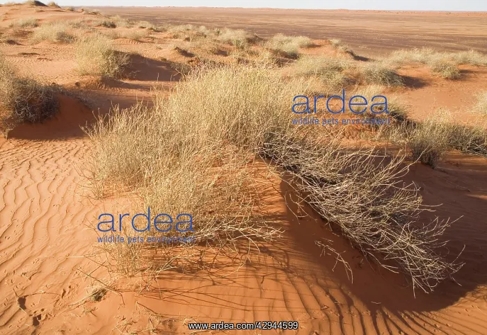  : Sand Dune - Sand dune in the Simpson Desert, near