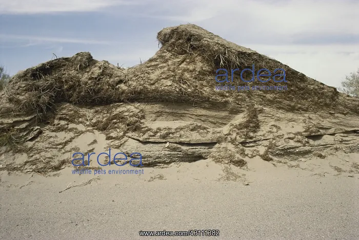  : Sand Dune Structure
