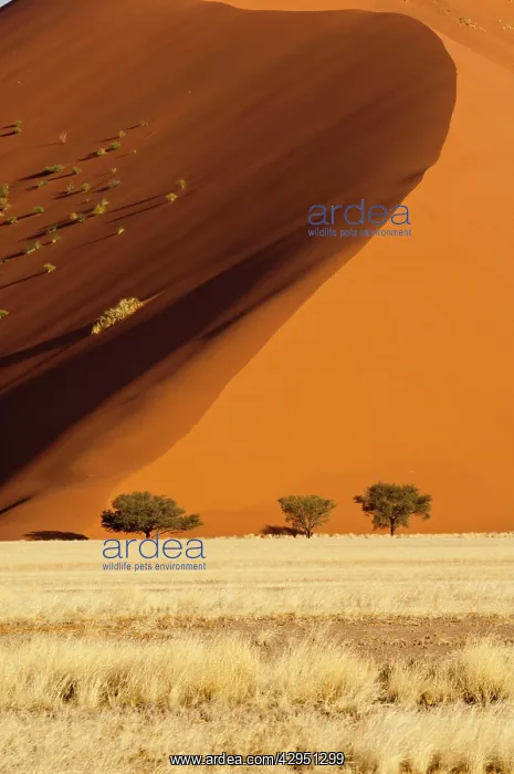 : Sand dune and trees : Sand dune and trees