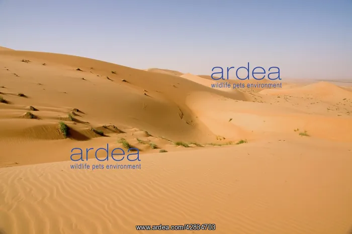 : Sand dunes : Sand dunes