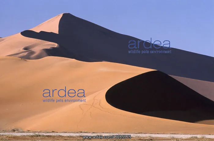 : Sand Dunes : Sand Dunes