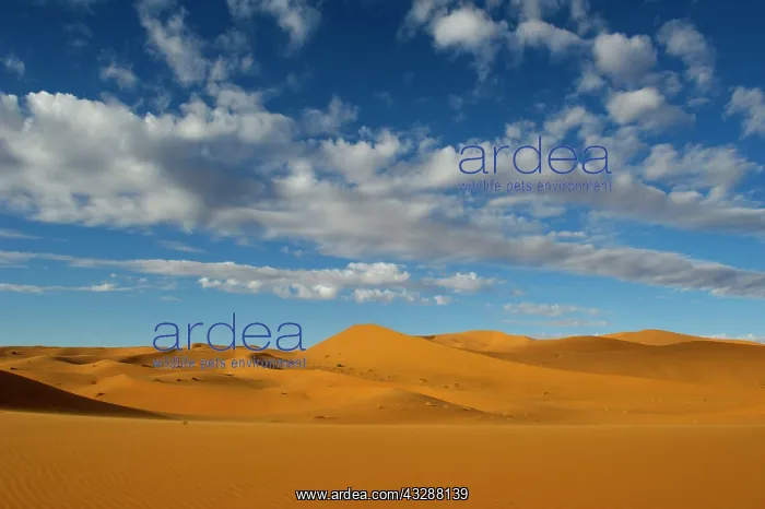 : Sand Dunes : Sand Dunes