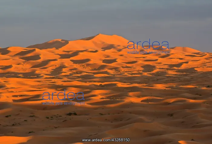 : Sand Dunes : Sand Dunes