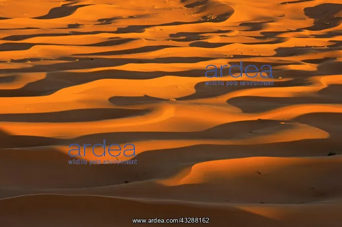 : Sand Dunes : Sand Dunes
