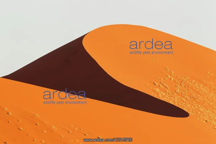 : Sand Dunes : Sand Dunes